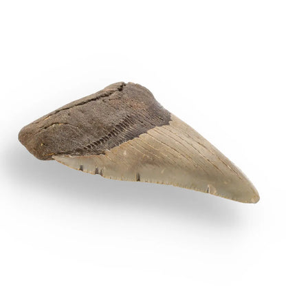 Get your Authentic Megalodon Shark Tooth Fossil: Hold Prehistoric Power – 116mm online now or in store at Forever Gems in Franschhoek, South Africa