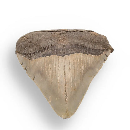 Get your Authentic Megalodon Shark Tooth Fossil: Hold Prehistoric Power – 116mm online now or in store at Forever Gems in Franschhoek, South Africa