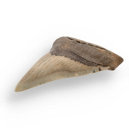 Get your Authentic Megalodon Shark Tooth Fossil: Hold Prehistoric Power – 116mm online now or in store at Forever Gems in Franschhoek, South Africa