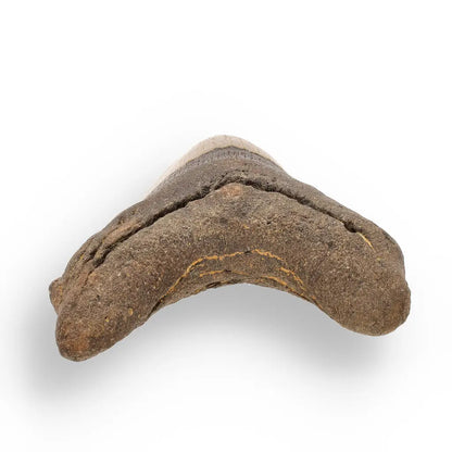 Get your Authentic Megalodon Shark Tooth Fossil: Hold Prehistoric Power – 116mm online now or in store at Forever Gems in Franschhoek, South Africa