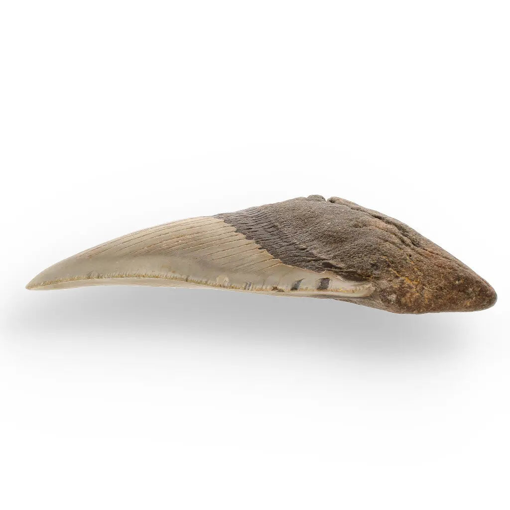 Get your Authentic Megalodon Shark Tooth Fossil: Hold Prehistoric Power – 116mm online now or in store at Forever Gems in Franschhoek, South Africa