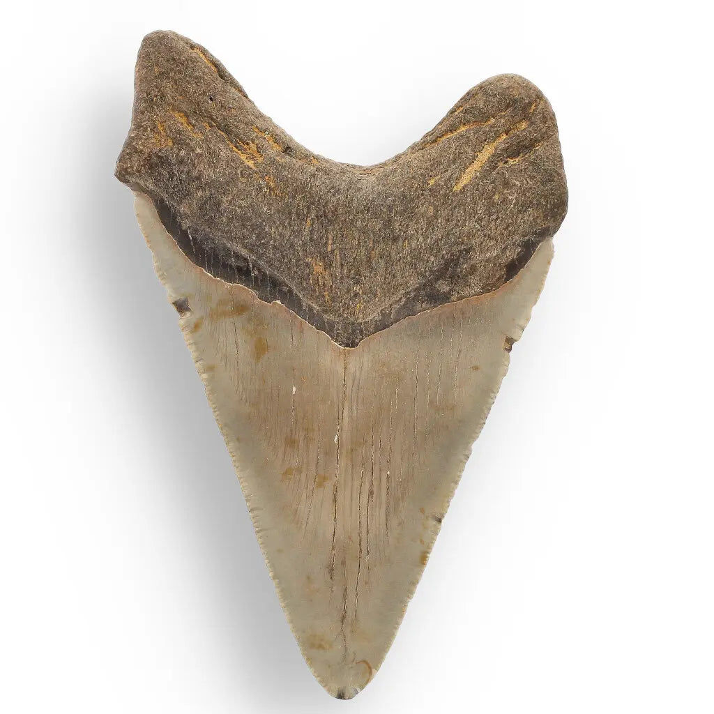 Get your Authentic Megalodon Shark Tooth Fossil: Hold Prehistoric Power – 116mm online now or in store at Forever Gems in Franschhoek, South Africa
