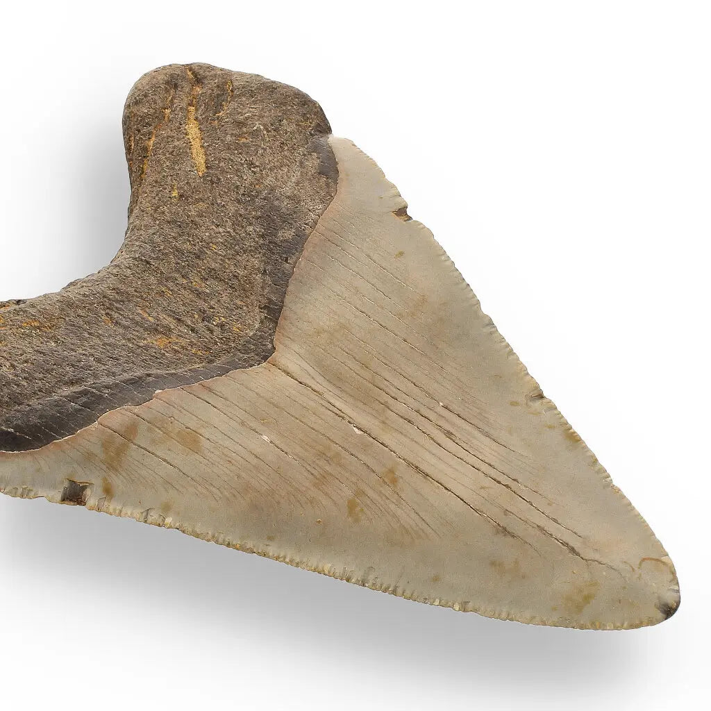 Get your Authentic Megalodon Shark Tooth Fossil: Hold Prehistoric Power – 116mm online now or in store at Forever Gems in Franschhoek, South Africa