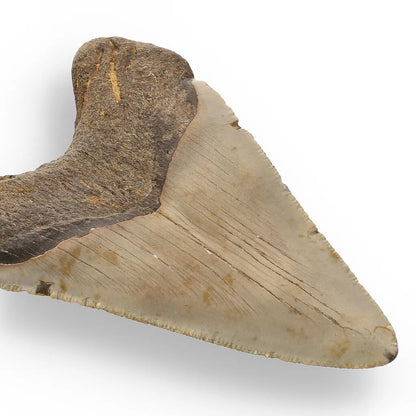 Get your Authentic Megalodon Shark Tooth Fossil: Hold Prehistoric Power – 116mm online now or in store at Forever Gems in Franschhoek, South Africa