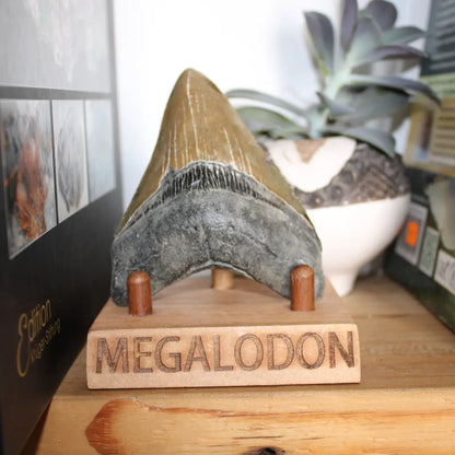 Get your Genuine Megalodon Fossil Tooth Treasure: Own the Ocean’s Legend - 104mm online now or in store at Forever Gems in Franschhoek, South Africa