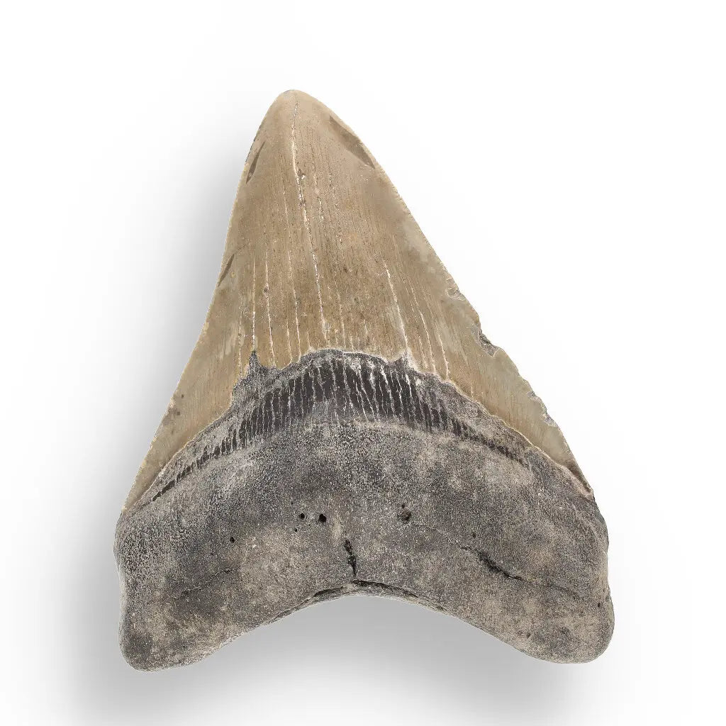 Get your Genuine Megalodon Fossil Tooth Treasure: Own the Ocean’s Legend - 104mm online now or in store at Forever Gems in Franschhoek, South Africa