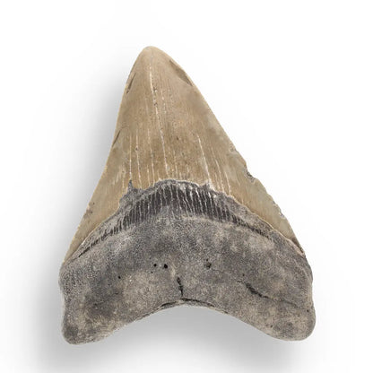 Get your Genuine Megalodon Fossil Tooth Treasure: Own the Ocean’s Legend - 104mm online now or in store at Forever Gems in Franschhoek, South Africa