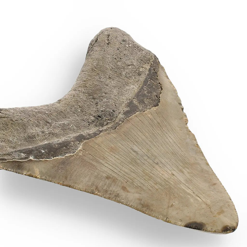 Get your Genuine Megalodon Fossil Tooth Treasure: Own the Ocean’s Legend - 104mm online now or in store at Forever Gems in Franschhoek, South Africa