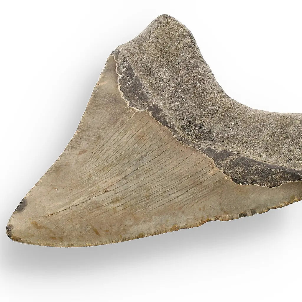 Get your Genuine Megalodon Fossil Tooth Treasure: Own the Ocean’s Legend - 104mm online now or in store at Forever Gems in Franschhoek, South Africa