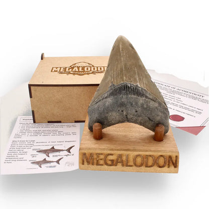 Get your Genuine Megalodon Fossil Tooth Treasure: Own the Ocean’s Legend - 104mm online now or in store at Forever Gems in Franschhoek, South Africa