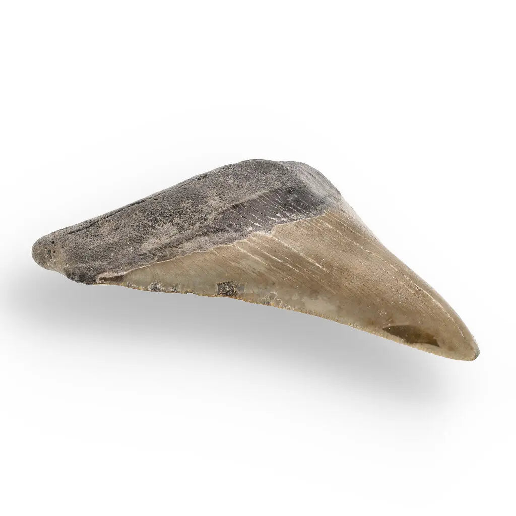 Get your Genuine Megalodon Fossil Tooth Treasure: Own the Ocean’s Legend - 104mm online now or in store at Forever Gems in Franschhoek, South Africa