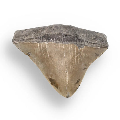 Get your Genuine Megalodon Fossil Tooth Treasure: Own the Ocean’s Legend - 104mm online now or in store at Forever Gems in Franschhoek, South Africa