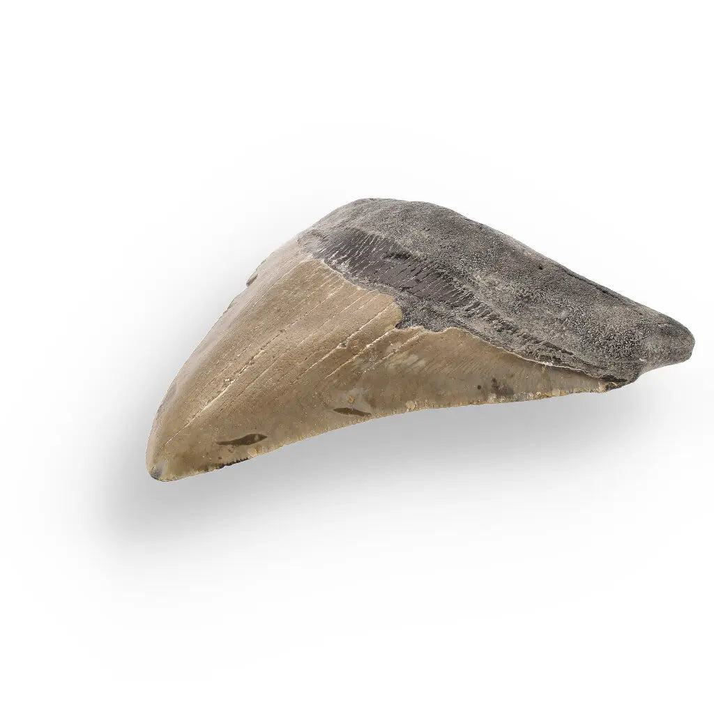 Get your Genuine Megalodon Fossil Tooth Treasure: Own the Ocean’s Legend - 104mm online now or in store at Forever Gems in Franschhoek, South Africa