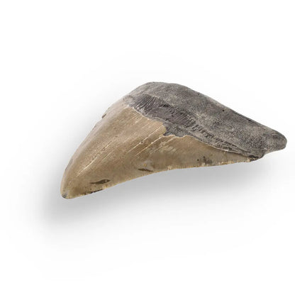 Get your Genuine Megalodon Fossil Tooth Treasure: Own the Ocean’s Legend - 104mm online now or in store at Forever Gems in Franschhoek, South Africa