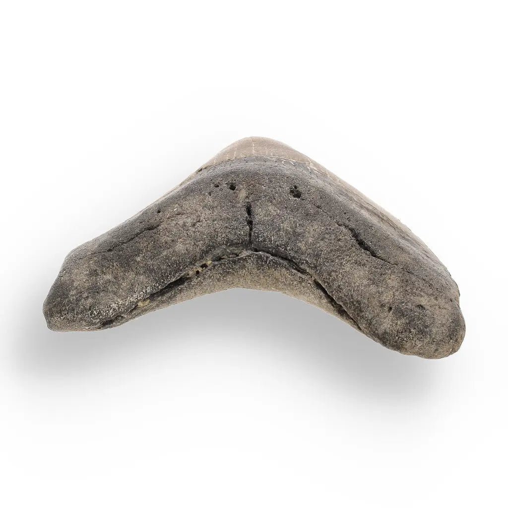 Get your Genuine Megalodon Fossil Tooth Treasure: Own the Ocean’s Legend - 104mm online now or in store at Forever Gems in Franschhoek, South Africa