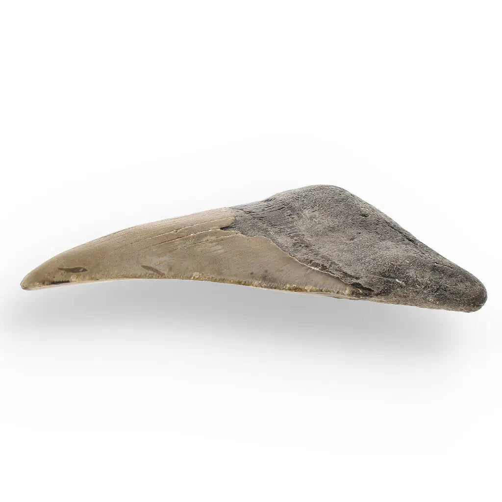 Get your Genuine Megalodon Fossil Tooth Treasure: Own the Ocean’s Legend - 104mm online now or in store at Forever Gems in Franschhoek, South Africa