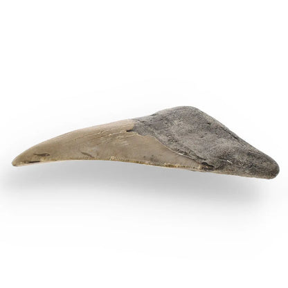 Get your Genuine Megalodon Fossil Tooth Treasure: Own the Ocean’s Legend - 104mm online now or in store at Forever Gems in Franschhoek, South Africa