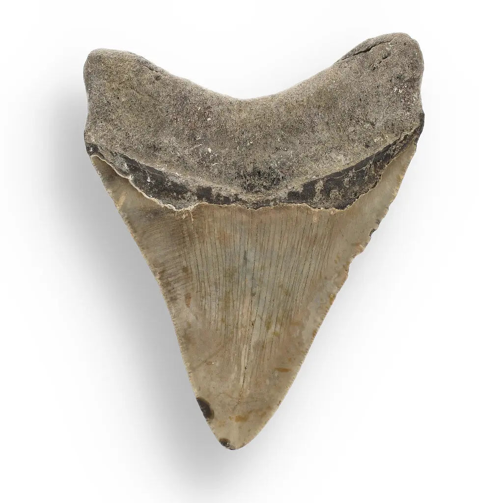 Get your Genuine Megalodon Fossil Tooth Treasure: Own the Ocean’s Legend - 104mm online now or in store at Forever Gems in Franschhoek, South Africa