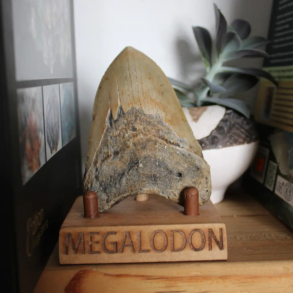 Get your Real Megalodon Shark Tooth Fossil: From the Depths of Time – 117mm online now or in store at Forever Gems in Franschhoek, South Africa