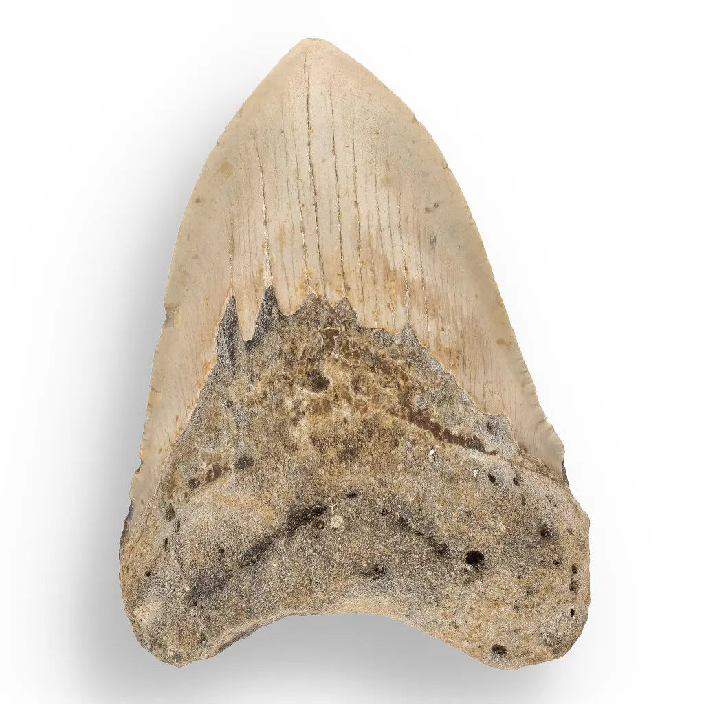 Get your Real Megalodon Shark Tooth Fossil: From the Depths of Time – 117mm online now or in store at Forever Gems in Franschhoek, South Africa