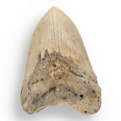 Get your Real Megalodon Shark Tooth Fossil: From the Depths of Time – 117mm online now or in store at Forever Gems in Franschhoek, South Africa