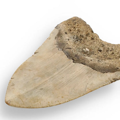 Get your Real Megalodon Shark Tooth Fossil: From the Depths of Time – 117mm online now or in store at Forever Gems in Franschhoek, South Africa