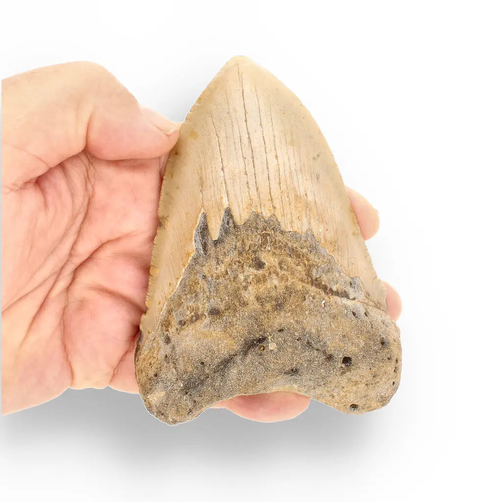 Get your Real Megalodon Shark Tooth Fossil: From the Depths of Time – 117mm online now or in store at Forever Gems in Franschhoek, South Africa