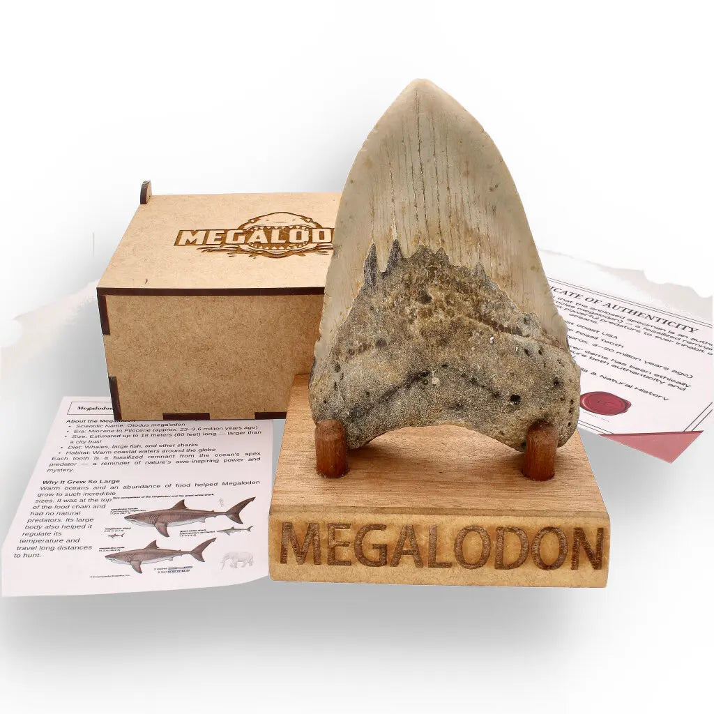 Get your Real Megalodon Shark Tooth Fossil: From the Depths of Time – 117mm online now or in store at Forever Gems in Franschhoek, South Africa