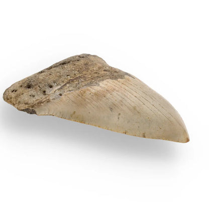 Get your Real Megalodon Shark Tooth Fossil: From the Depths of Time – 117mm online now or in store at Forever Gems in Franschhoek, South Africa