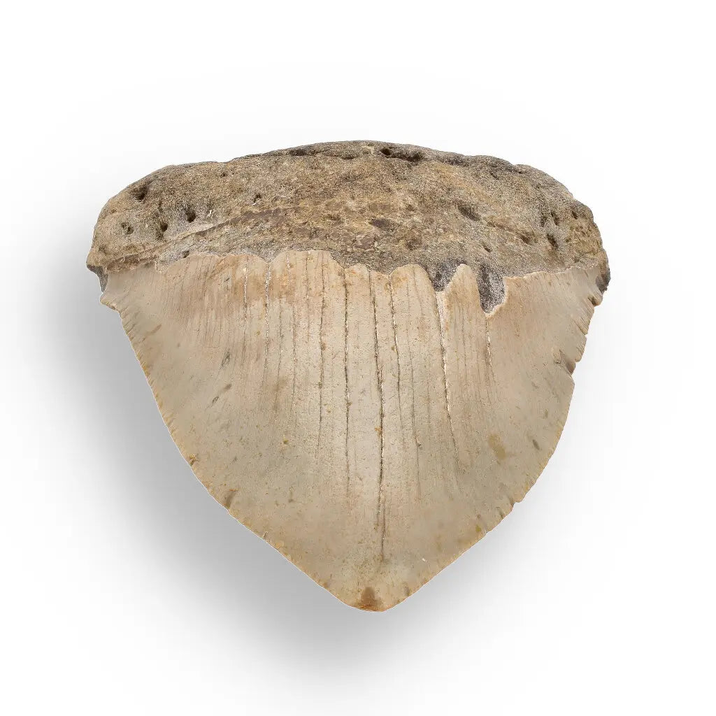 Get your Real Megalodon Shark Tooth Fossil: From the Depths of Time – 117mm online now or in store at Forever Gems in Franschhoek, South Africa