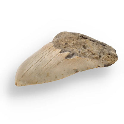 Get your Real Megalodon Shark Tooth Fossil: From the Depths of Time – 117mm online now or in store at Forever Gems in Franschhoek, South Africa