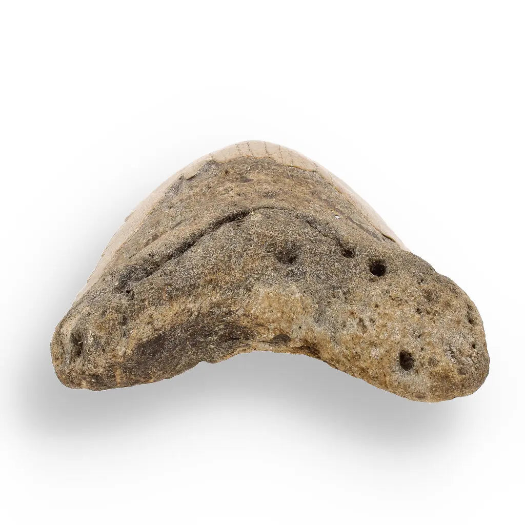 Get your Real Megalodon Shark Tooth Fossil: From the Depths of Time – 117mm online now or in store at Forever Gems in Franschhoek, South Africa