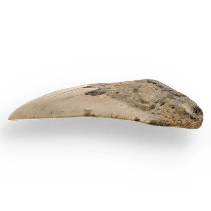 Get your Real Megalodon Shark Tooth Fossil: From the Depths of Time – 117mm online now or in store at Forever Gems in Franschhoek, South Africa