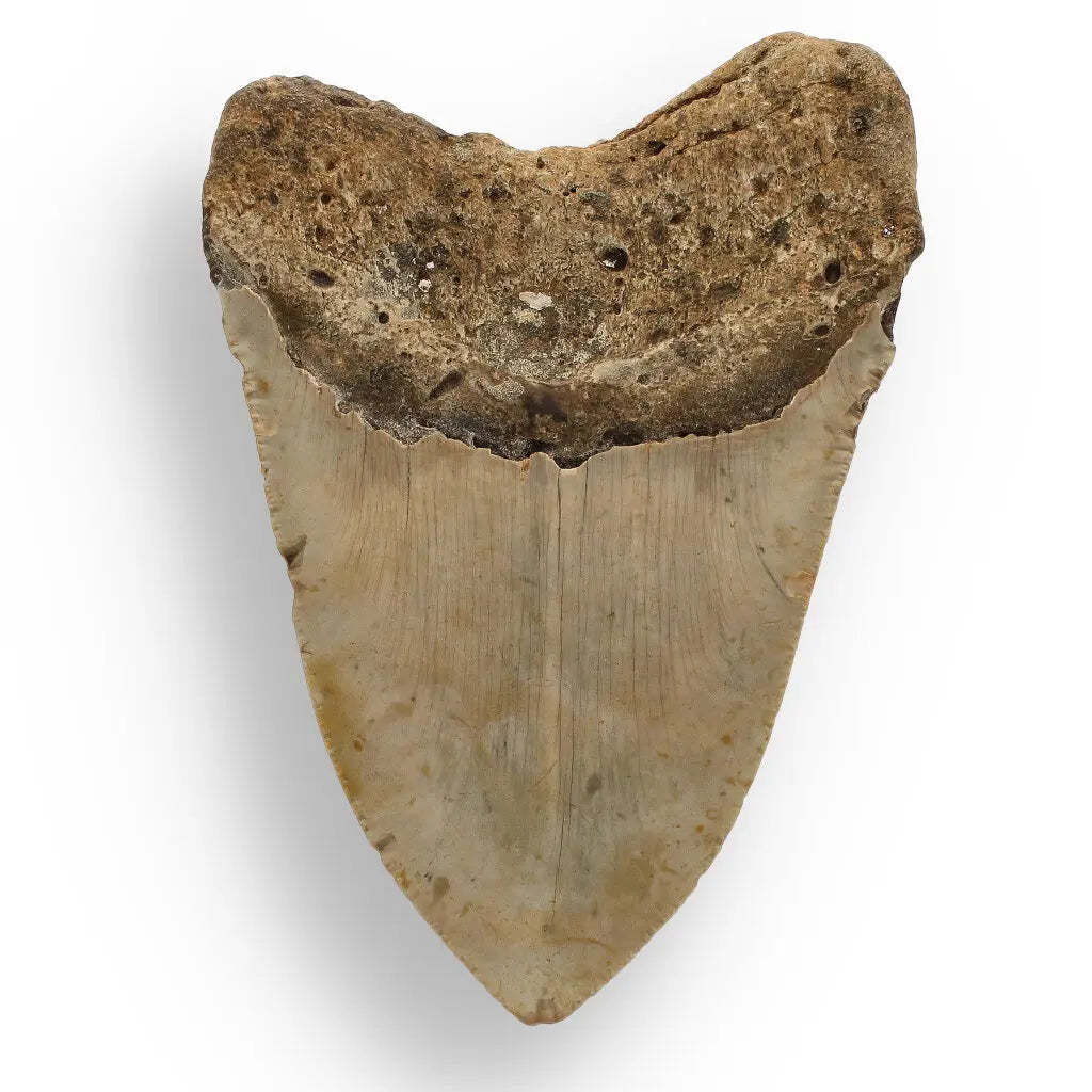 Get your Real Megalodon Shark Tooth Fossil: From the Depths of Time – 117mm online now or in store at Forever Gems in Franschhoek, South Africa