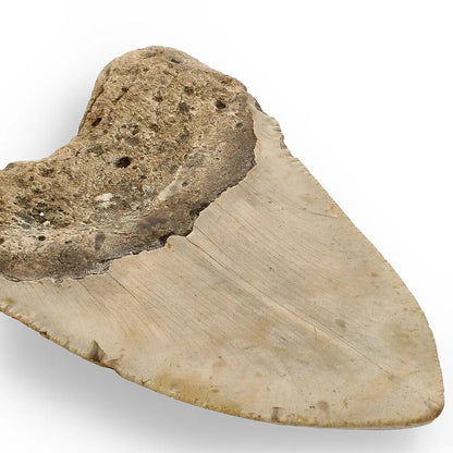 Get your Real Megalodon Shark Tooth Fossil: From the Depths of Time – 117mm online now or in store at Forever Gems in Franschhoek, South Africa