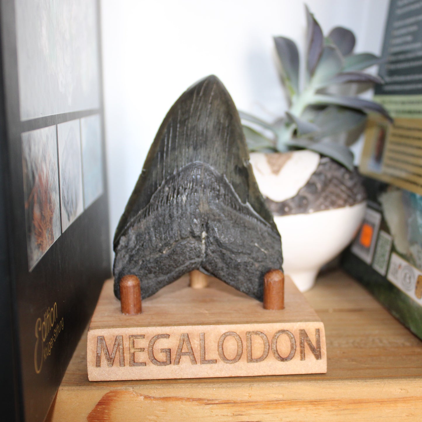 Get your Authentic Megalodon Tooth Fossil: The Apex Predator’s Legacy – 113mm online now or in store at Forever Gems in Franschhoek, South Africa