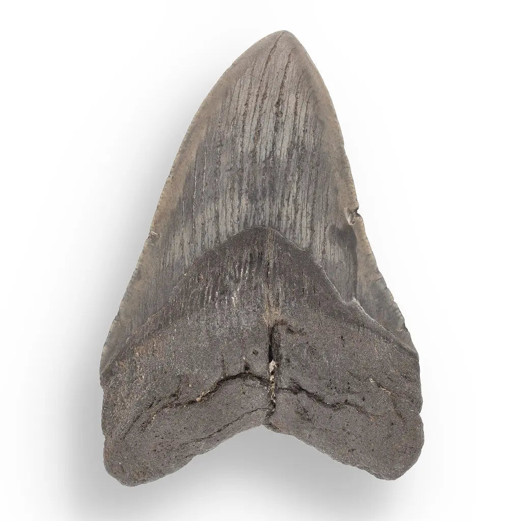Get your Authentic Megalodon Tooth Fossil: The Apex Predator’s Legacy – 113mm online now or in store at Forever Gems in Franschhoek, South Africa
