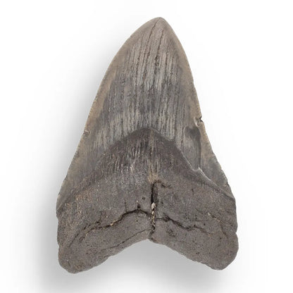 Get your Authentic Megalodon Tooth Fossil: The Apex Predator’s Legacy – 113mm online now or in store at Forever Gems in Franschhoek, South Africa