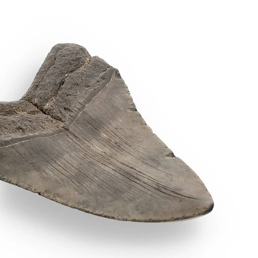 Get your Authentic Megalodon Tooth Fossil: The Apex Predator’s Legacy – 113mm online now or in store at Forever Gems in Franschhoek, South Africa