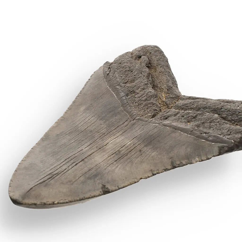 Get your Authentic Megalodon Tooth Fossil: The Apex Predator’s Legacy – 113mm online now or in store at Forever Gems in Franschhoek, South Africa