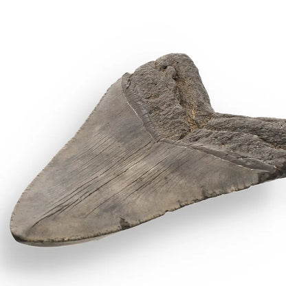 Get your Authentic Megalodon Tooth Fossil: The Apex Predator’s Legacy – 113mm online now or in store at Forever Gems in Franschhoek, South Africa