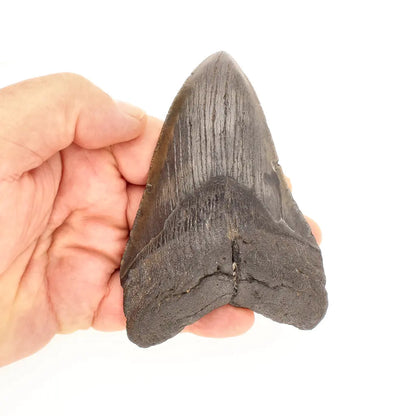 Get your Authentic Megalodon Tooth Fossil: The Apex Predator’s Legacy – 113mm online now or in store at Forever Gems in Franschhoek, South Africa