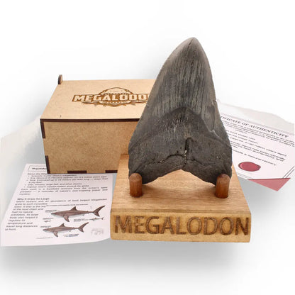 Get your Authentic Megalodon Tooth Fossil: The Apex Predator’s Legacy – 113mm online now or in store at Forever Gems in Franschhoek, South Africa