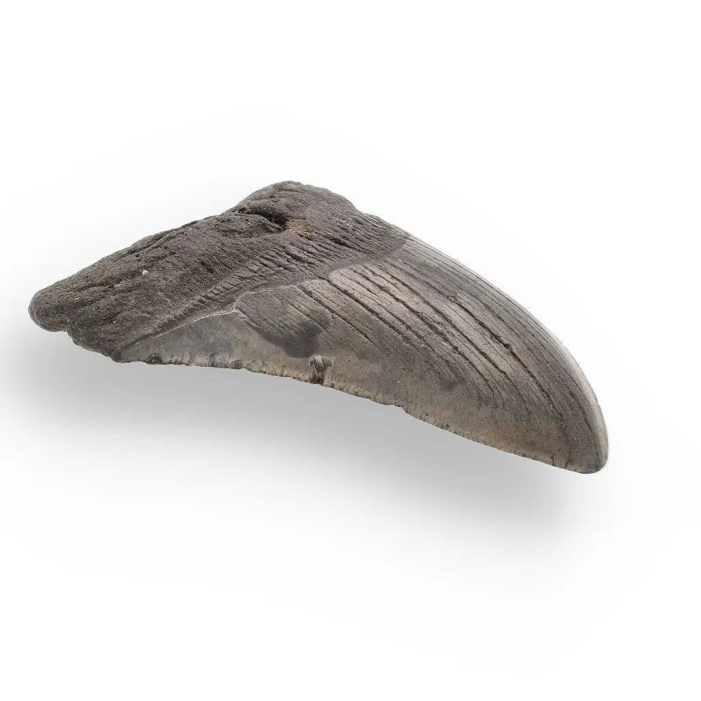 Get your Authentic Megalodon Tooth Fossil: The Apex Predator’s Legacy – 113mm online now or in store at Forever Gems in Franschhoek, South Africa