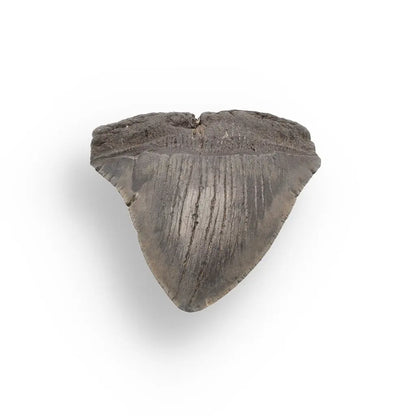 Get your Authentic Megalodon Tooth Fossil: The Apex Predator’s Legacy – 113mm online now or in store at Forever Gems in Franschhoek, South Africa
