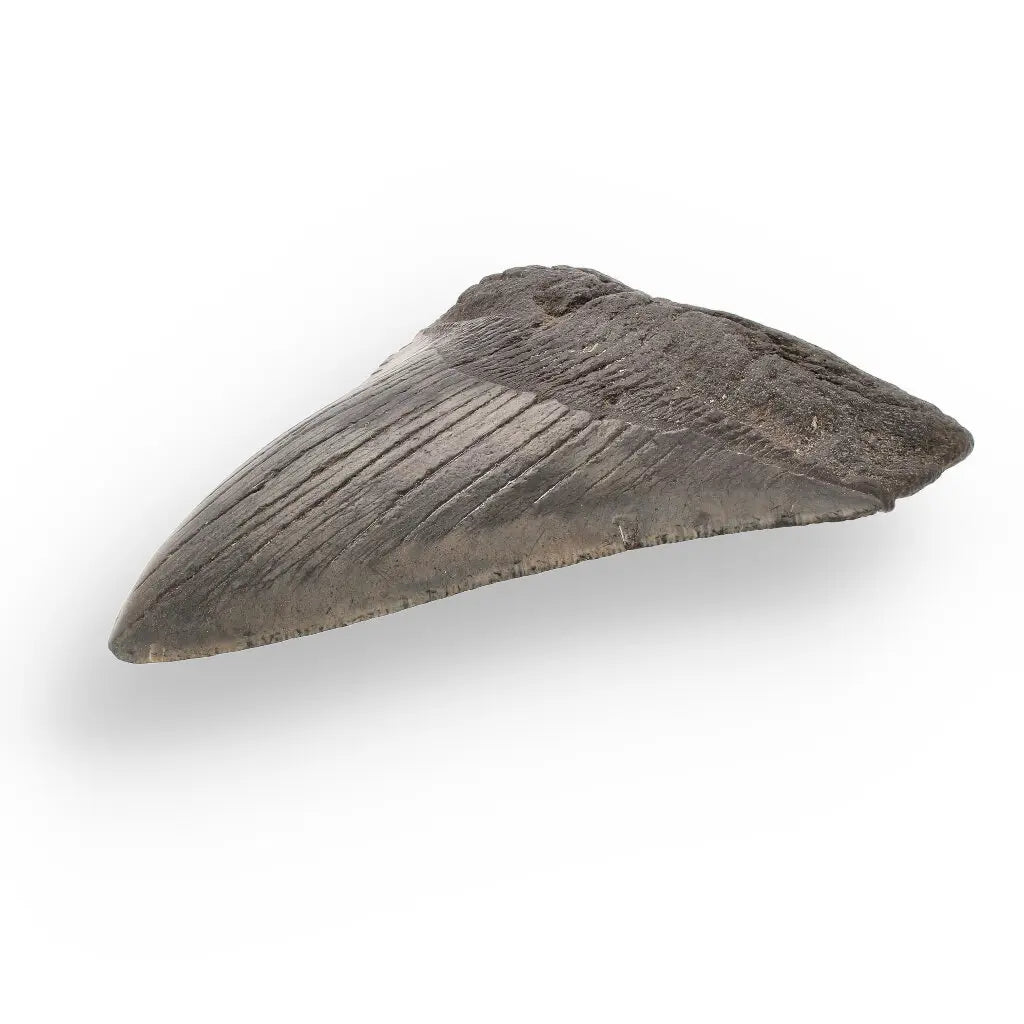Get your Authentic Megalodon Tooth Fossil: The Apex Predator’s Legacy – 113mm online now or in store at Forever Gems in Franschhoek, South Africa