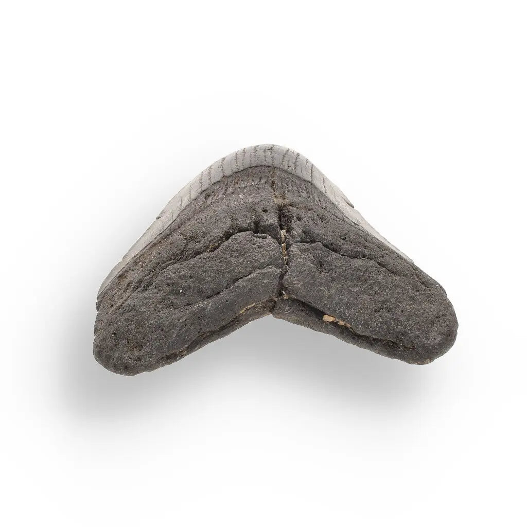 Get your Authentic Megalodon Tooth Fossil: The Apex Predator’s Legacy – 113mm online now or in store at Forever Gems in Franschhoek, South Africa