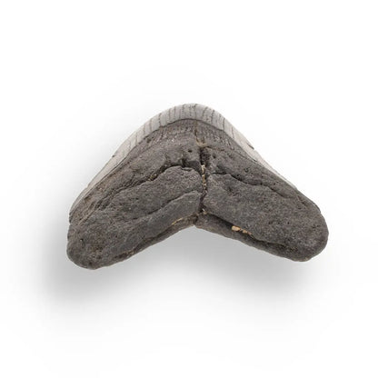 Get your Authentic Megalodon Tooth Fossil: The Apex Predator’s Legacy – 113mm online now or in store at Forever Gems in Franschhoek, South Africa