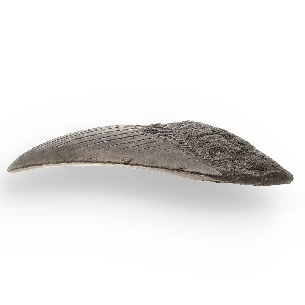 Get your Authentic Megalodon Tooth Fossil: The Apex Predator’s Legacy – 113mm online now or in store at Forever Gems in Franschhoek, South Africa