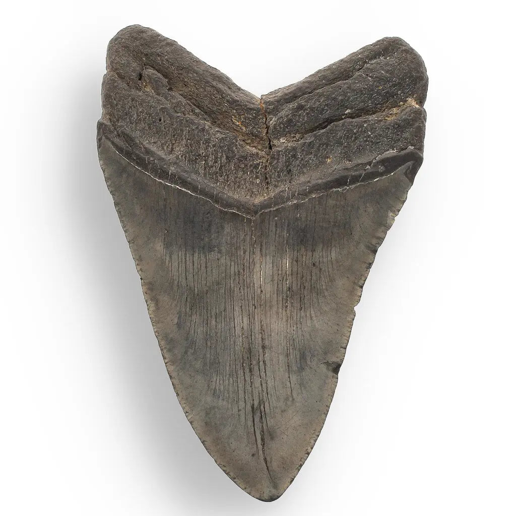 Get your Authentic Megalodon Tooth Fossil: The Apex Predator’s Legacy – 113mm online now or in store at Forever Gems in Franschhoek, South Africa